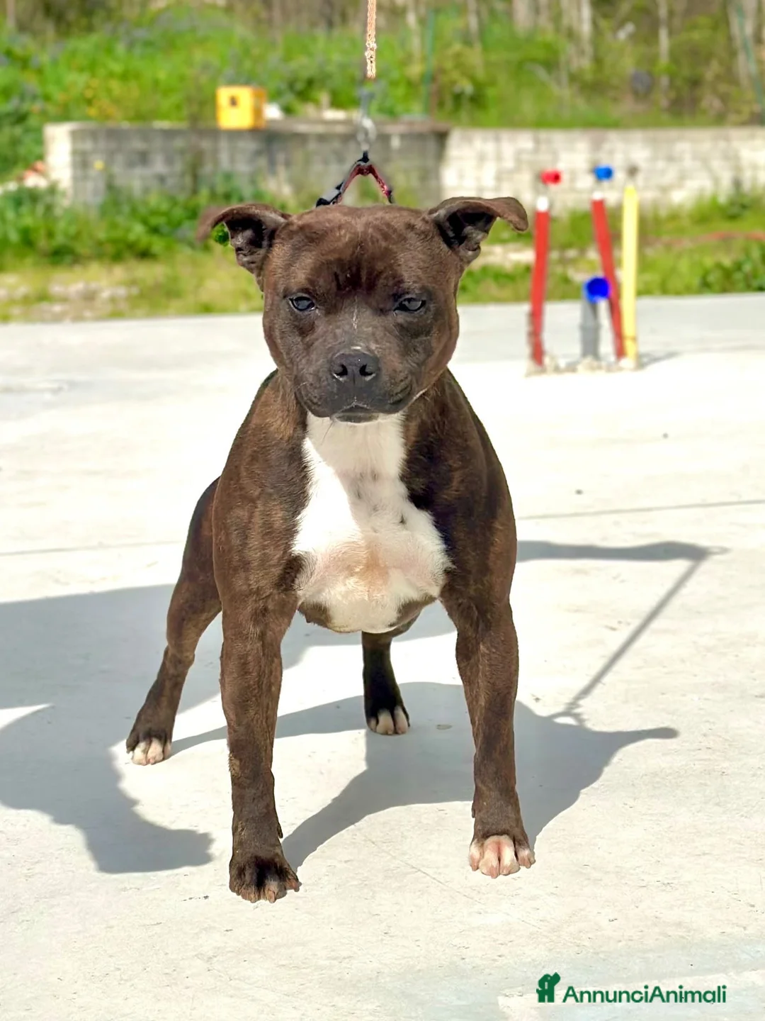 Staffordshire cani in vendita: Cuccioli Staffordshire Bull terrier  - Annuncio 6