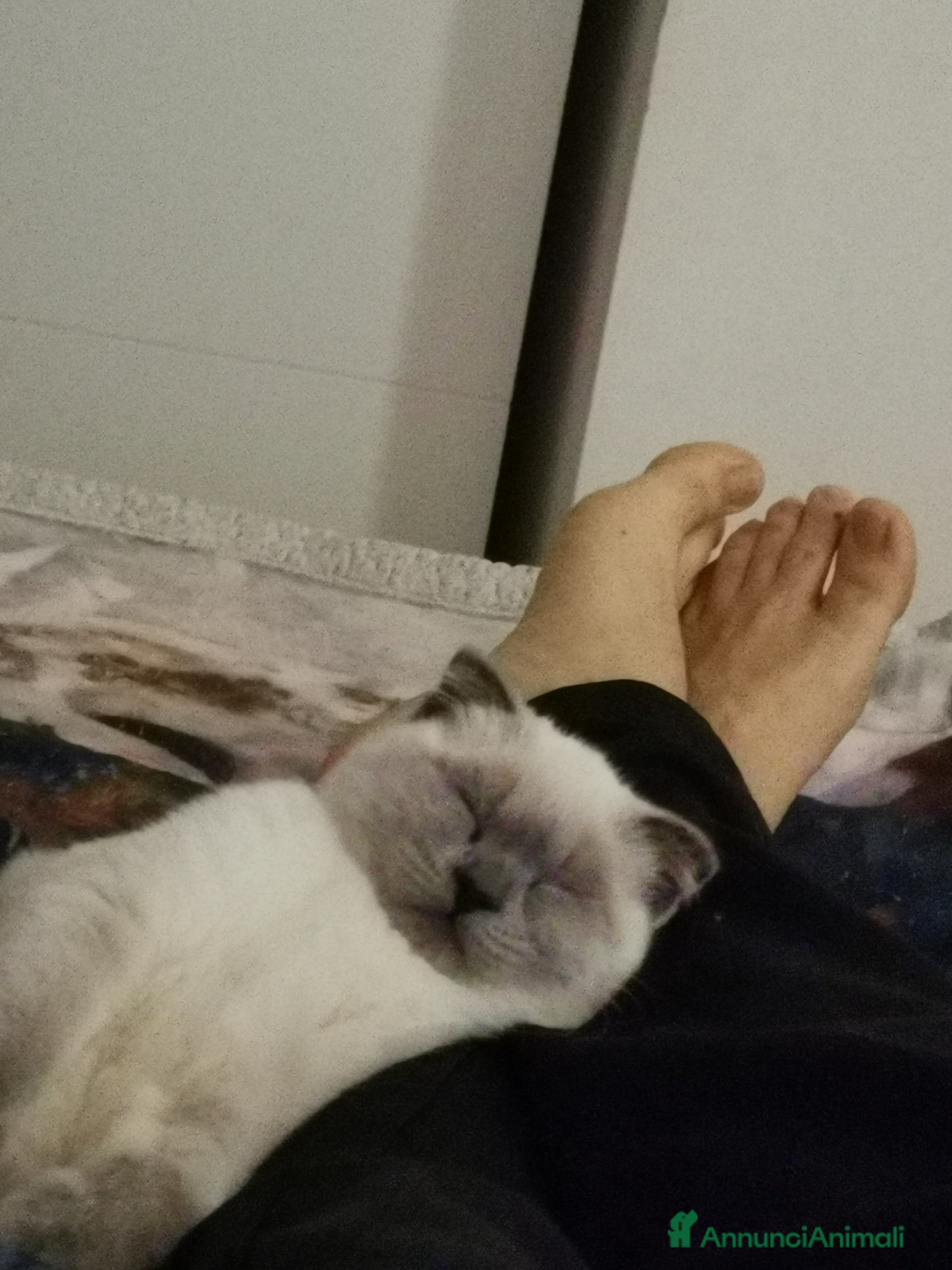 Scottish gatti Margherita cerca fidanzato - Annuncio 2