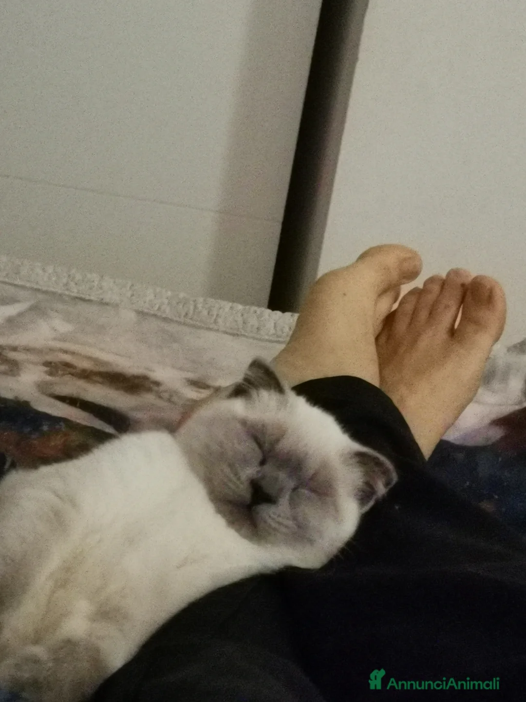 Scottish gatti per accoppiamento: Margherita cerca fidanzato - Annuncio 2