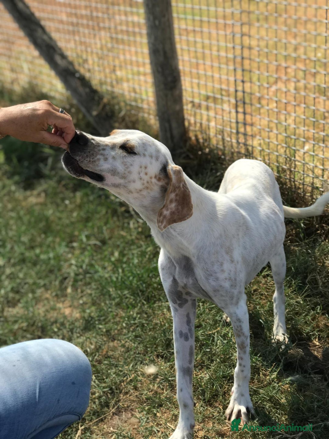 Meticcio cani in regalo: Premio come miglior amico dell’anno: Toro! a Provincia di Latina - Annuncio 2
