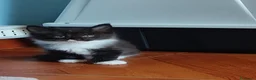 Maine Coon gatti in vendita: Meravigliosi gattini Maine Coon  - Annuncio 5