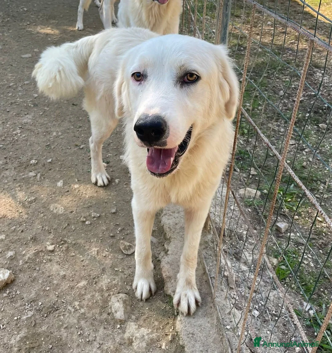 Meticcio cani in regalo: IL DOLCISSIMO E BELLISSIMO OSLO - Annuncio 1