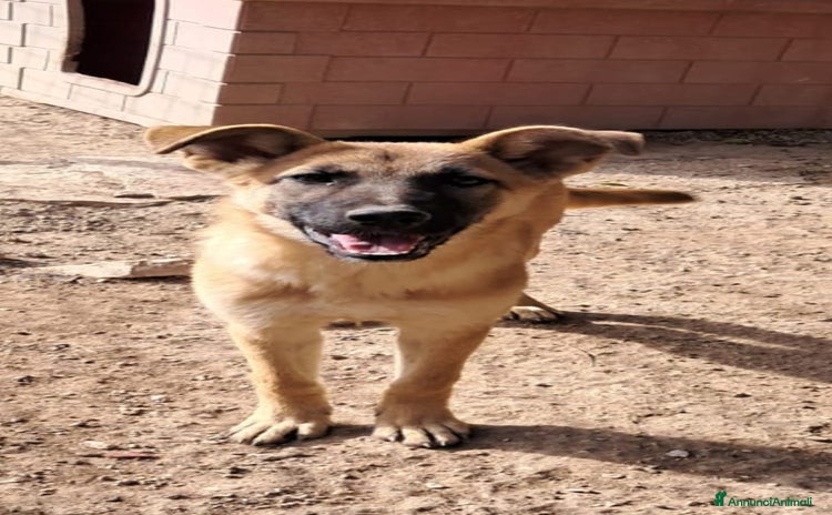 Meticcio cani - Annuncio 19