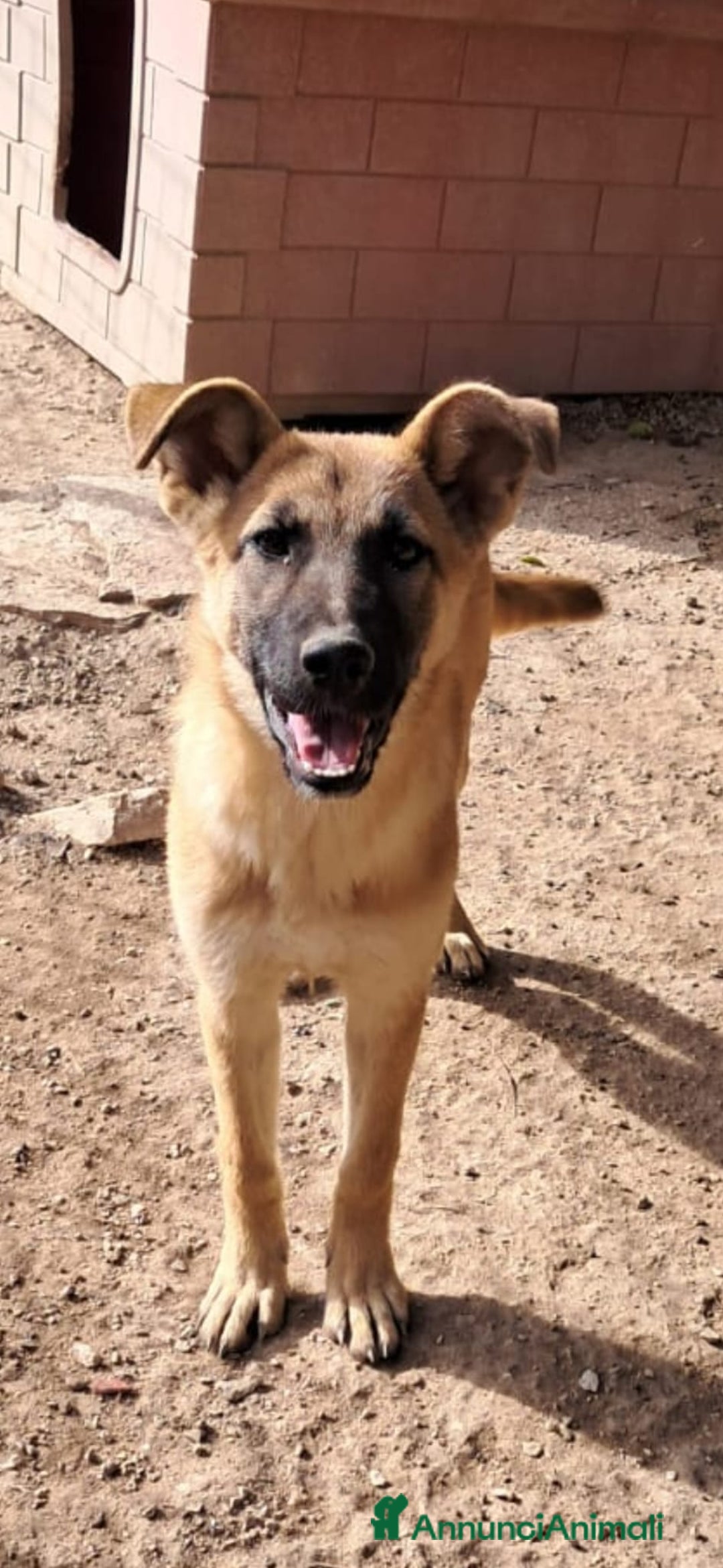 Meticcio cani in regalo: TIM nato ad giugno 2025 - Annuncio 1