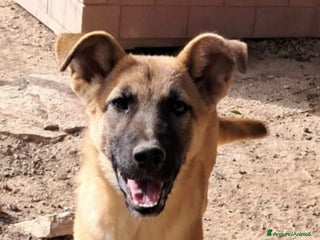 Meticcio cani TIM nato ad giugno 2025 - Annuncio 40