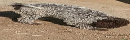 Lagotto cani in vendita: Lagotto romagnolo  - Annuncio 4