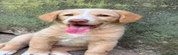 Meticcio cani in regalo: Milo cerca casa 🏡 - Annuncio 7