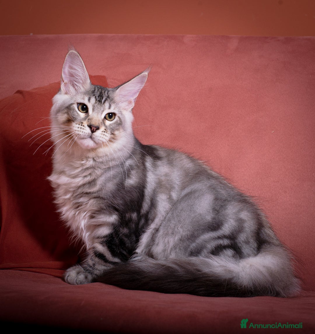 Maine Coon gatti in vendita: Gattino bellissimo da allevamento Mainemarie - Annuncio 3