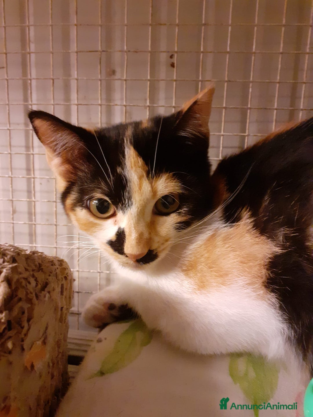 Altre razze gatti in regalo: GATTINI AMOREVOLI  a Città metropolitana di Milano - Immagine 5