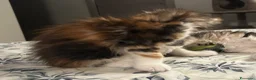 Maine Coon gatti in vendita: Maine coon con pedigree  - Annuncio 10