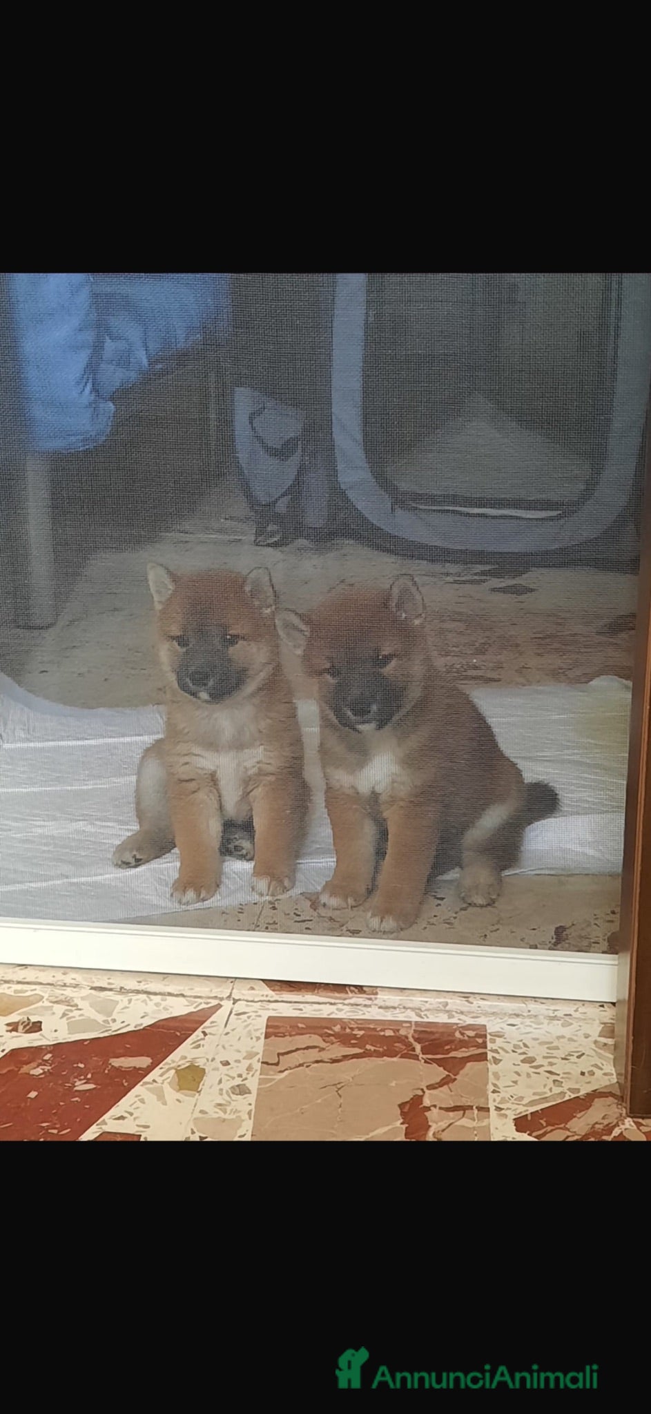 Shiba Inu cani Cuccioli Shiba Inu  - Annuncio 1