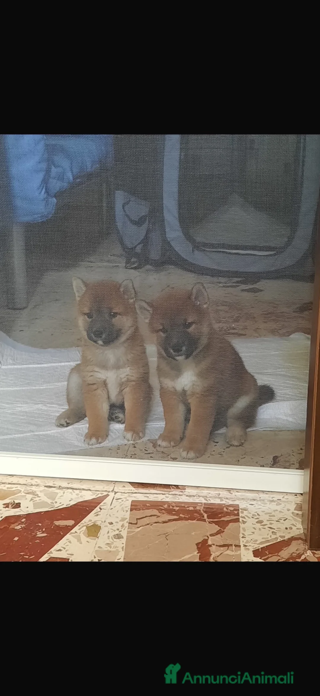 Shiba Inu cani in vendita: Cuccioli Shiba Inu  - Annuncio 1