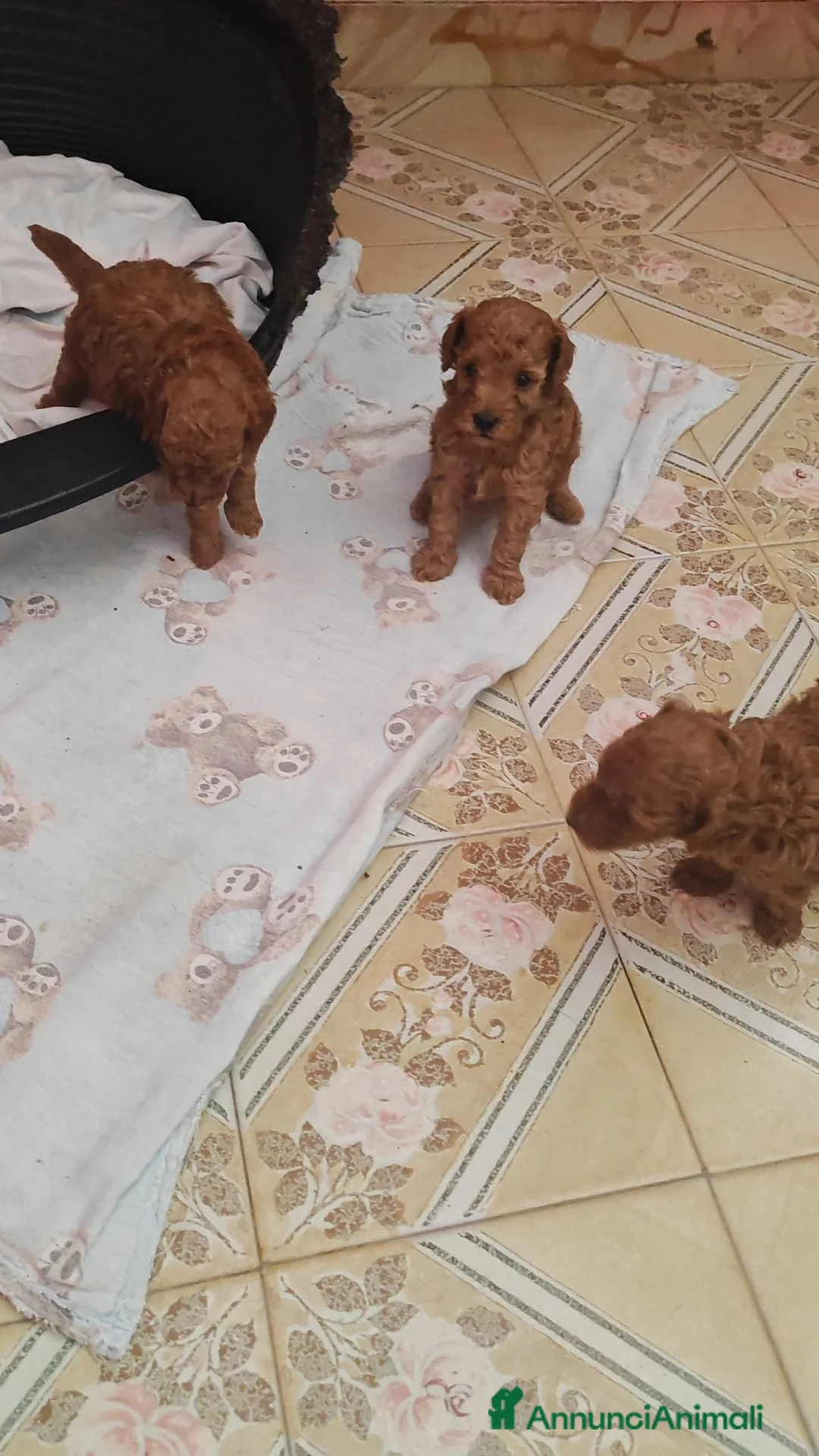 Barboncino Toy cani in vendita: Barboncini mini toy - Annuncio 2