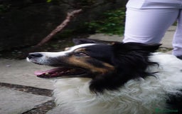Border Collie cani per accoppiamento: Border Collie maschio per monta a Città metropolitana di Milano - Immagine 2