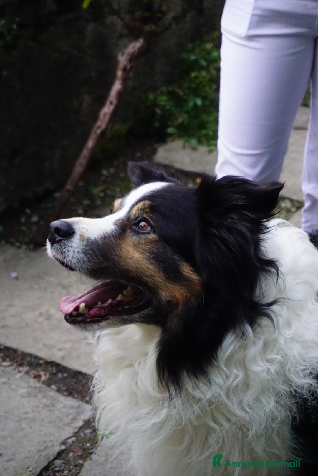 Border Collie cani per accoppiamento: Border Collie maschio per monta a Città metropolitana di Milano - Immagine 2