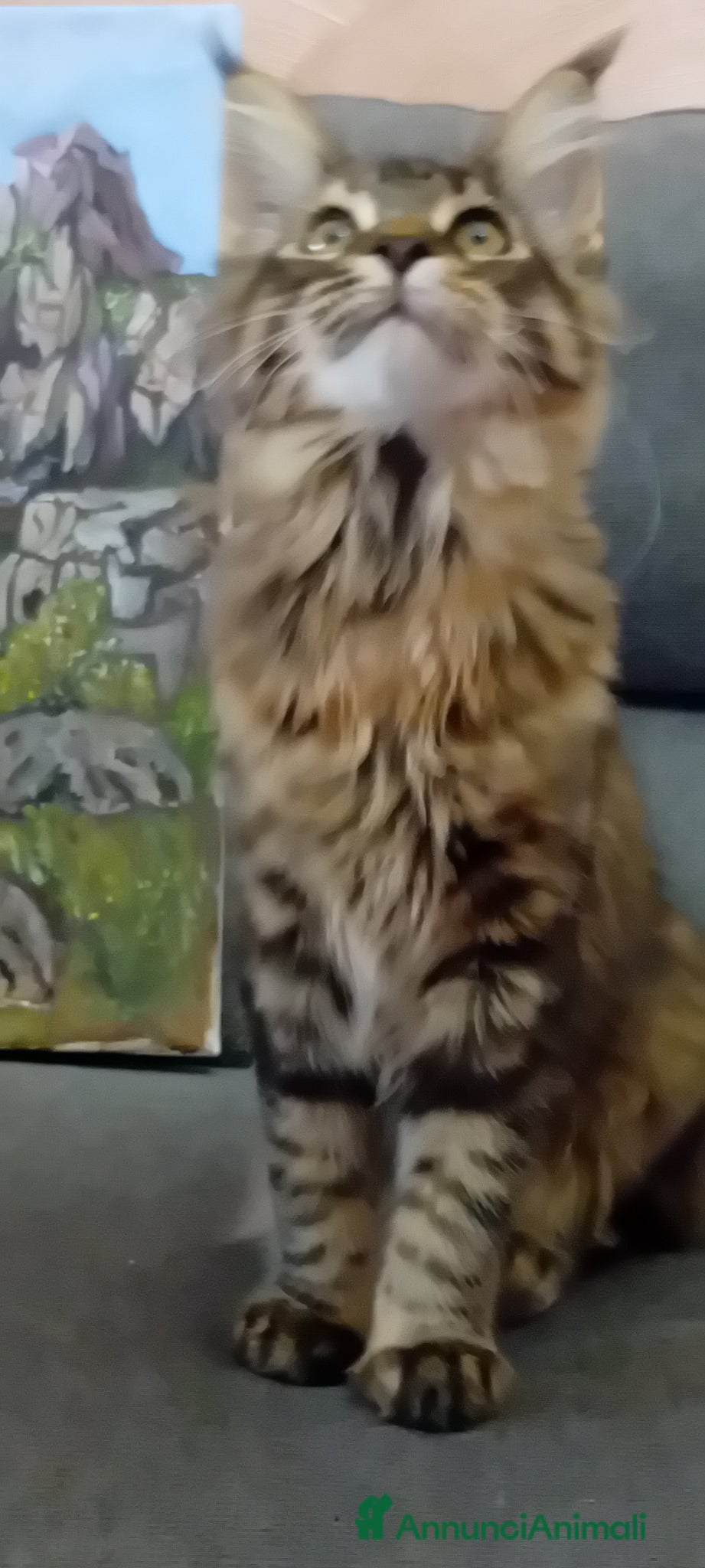 Maine Coon gatti Cucciola Maine Coon - Annuncio 2