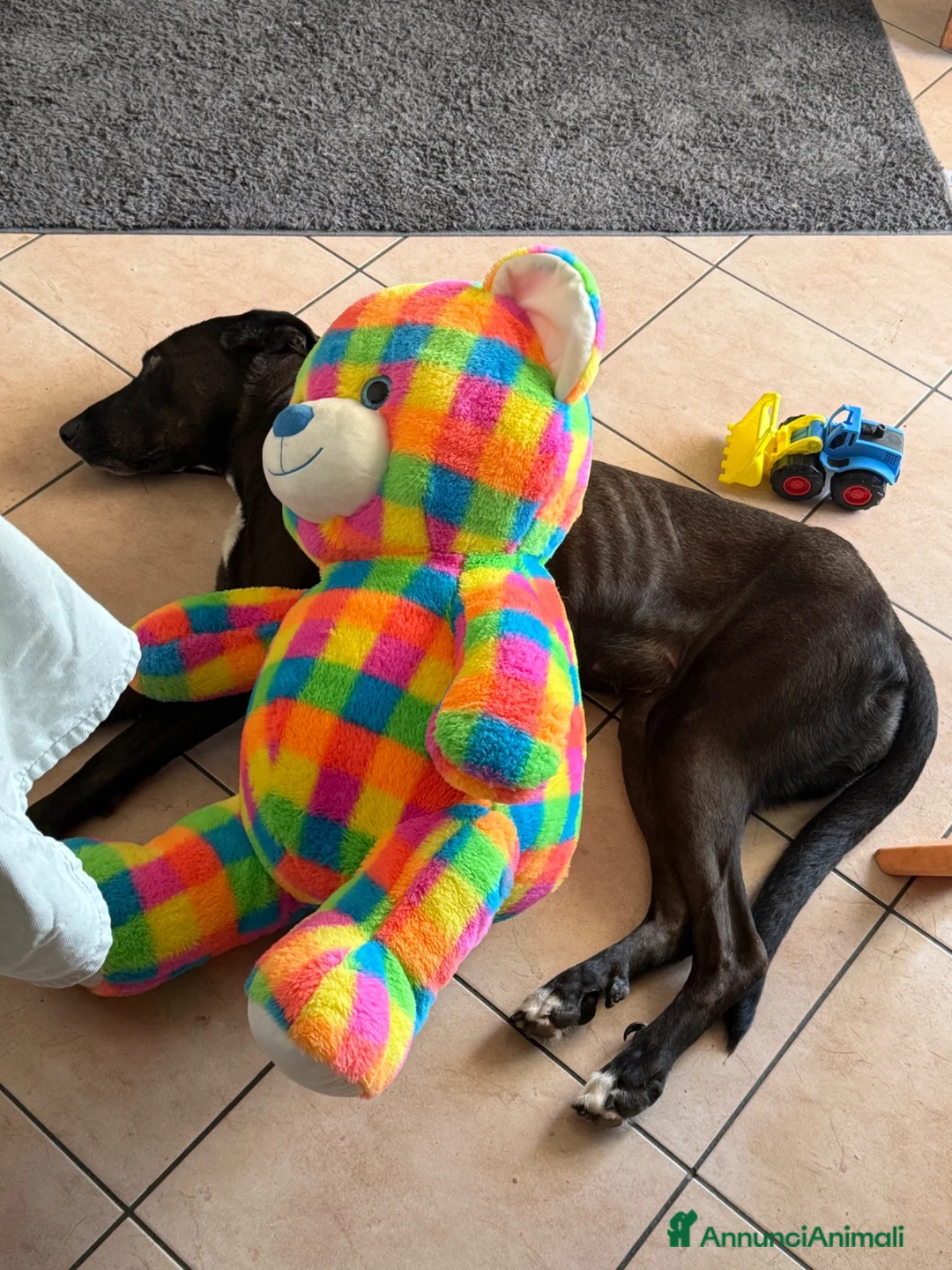 Meticcio cani in regalo: Billa - Annuncio 2