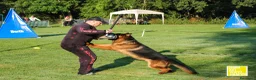 Pastore Tedesco cani in vendita: Allevamento di Terra Scura a Provincia di Salerno - Annuncio 29