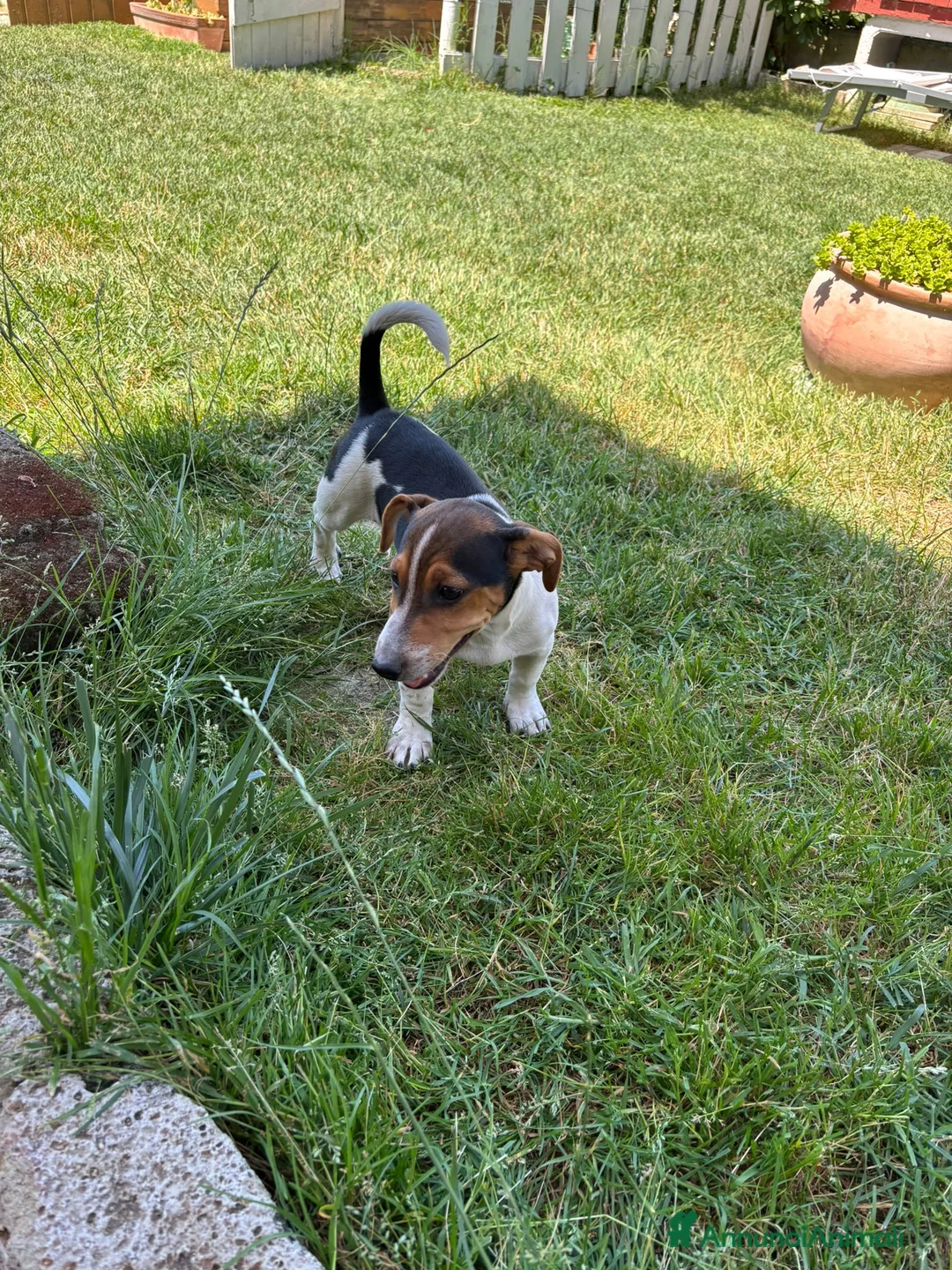 Jack Russell cani in vendita: Cucciolo jack Russell (recupero spese) a Provincia di Forlì-Cesena - Annuncio 1