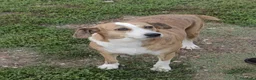 Meticcio cani in regalo: Lea: dolcissima e socievole con tutti  - Annuncio 7
