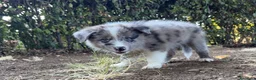 Border Collie cani in vendita: CUCCIOLI BORDER COLLIE CON PEDIGREE a Città Metropolitana di Firenze - Annuncio 2