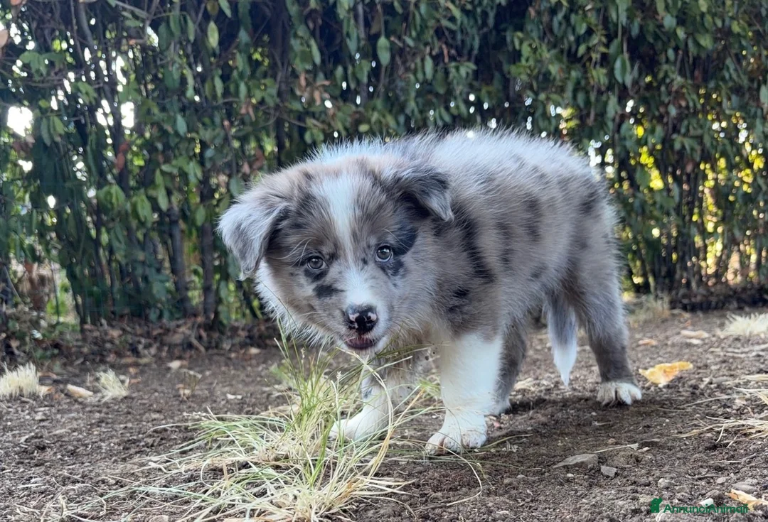 Border Collie cani in vendita: CUCCIOLI BORDER COLLIE CON PEDIGREE a Città Metropolitana di Firenze - Annuncio 2