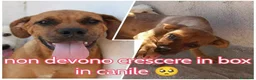 Meticcio cani in regalo: LISA e BART giovani! a Città metropolitana di Milano - Annuncio 1