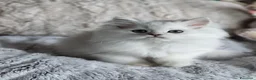 Persiano gatti in vendita: Persiani Chinchillà  - Annuncio 6