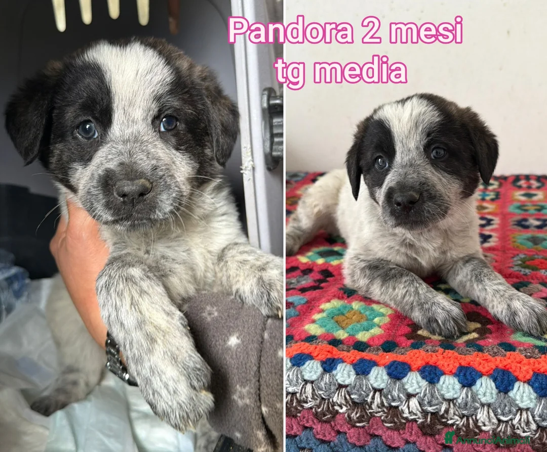 Meticcio cani in regalo: Troppi cuccioli rinchiusi  - Annuncio 10