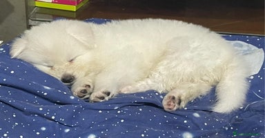 Akita Inu cani a Città Metropolitana di Torino - Annuncio 11