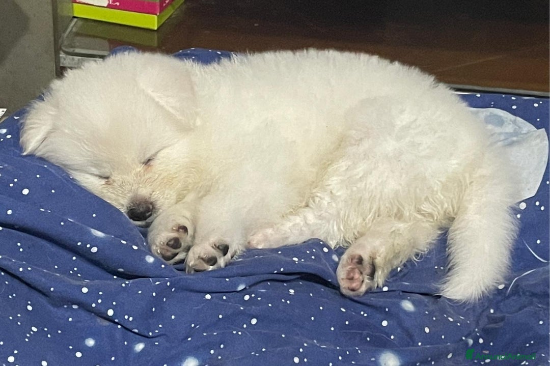 Akita Inu cani in vendita: 🌸 Hime Sakura cerca una famiglia 🌸 a Città Metropolitana di Torino - Immagine 2