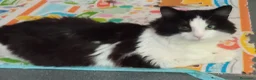 Altre razze gatti in regalo: Tobia cerca casa a Provincia di Monza e della Brianza - Annuncio 1