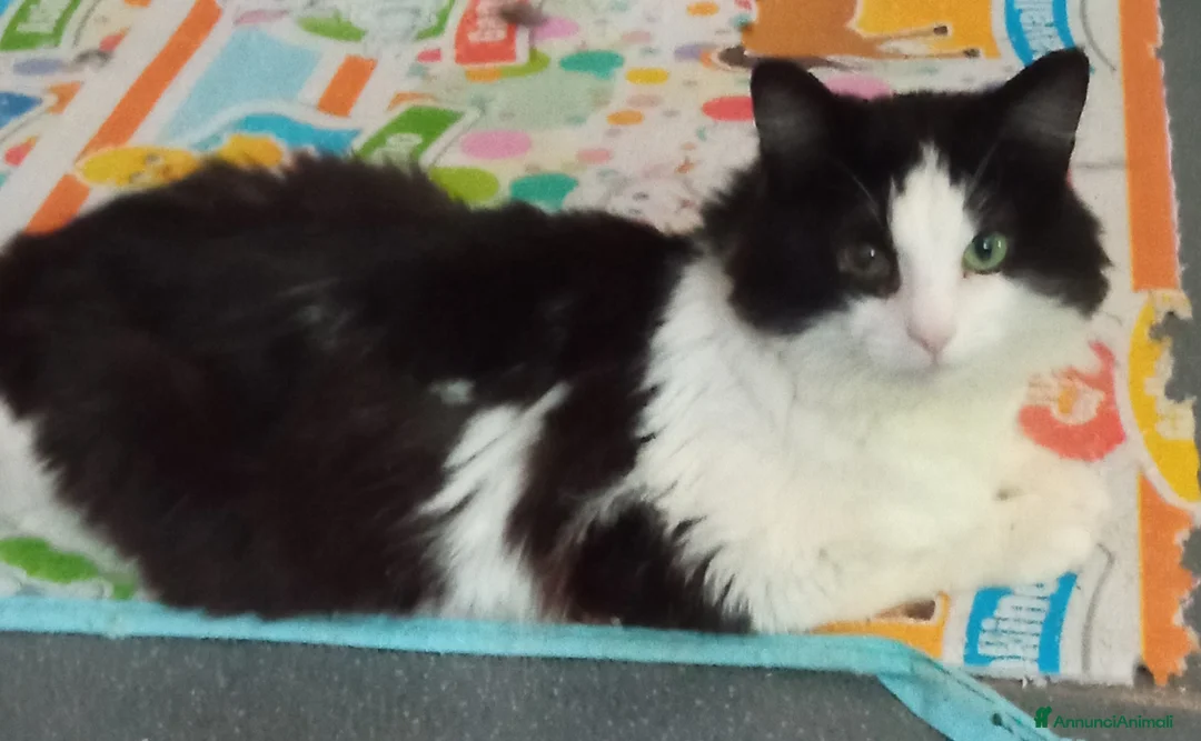 Altre razze gatti in regalo: Tobia cerca casa a Provincia di Monza e della Brianza - Annuncio 1