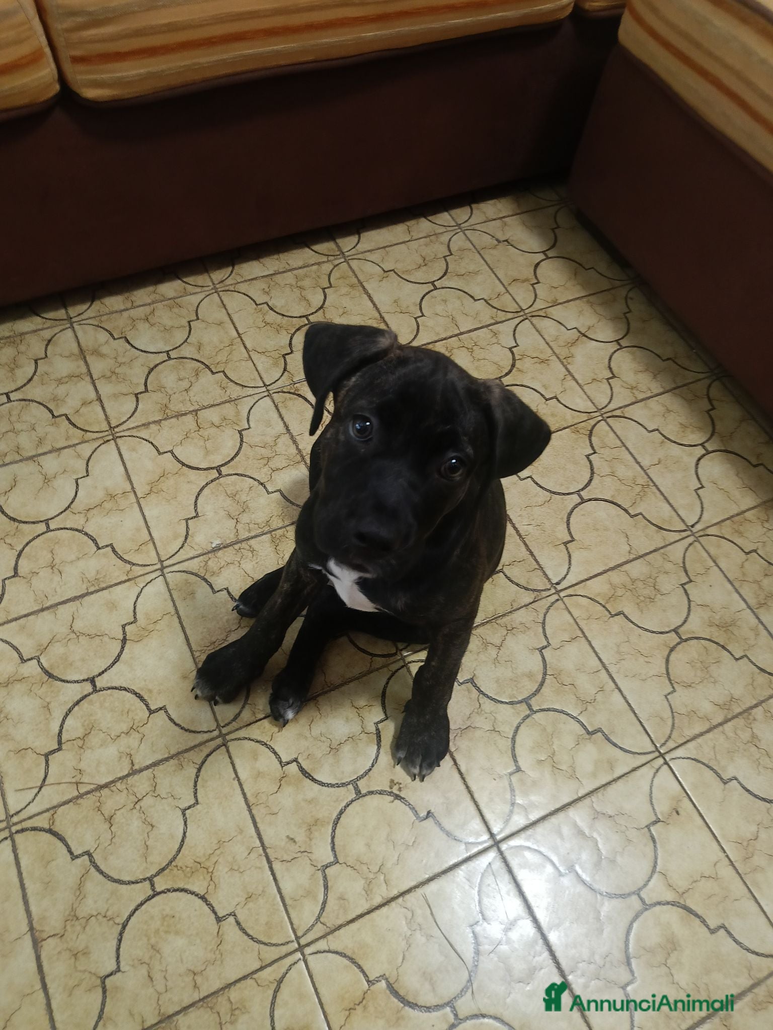 Cane Corso cani Cucciola Cane Corso - Annuncio 1