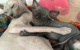 Sphynx gatti in vendita: Sphynx canadian black con pedigree a Provincia di Modena - Immagine 8