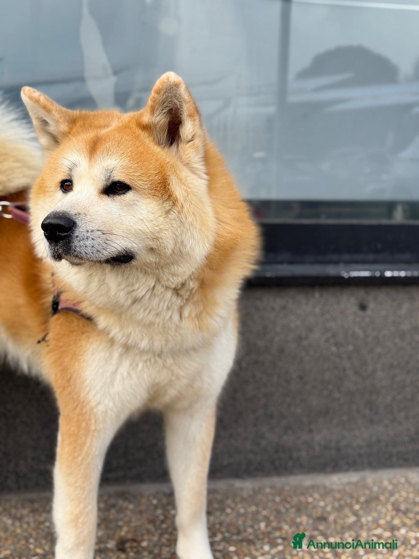 Akita Inu cani cercasi cagna per accoppiamento - Annuncio 1