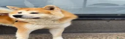 Akita Inu cani per accoppiamento: cercasi cagna per accoppiamento - Annuncio 1