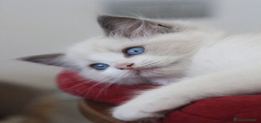 Immagine della galleria {{count}}