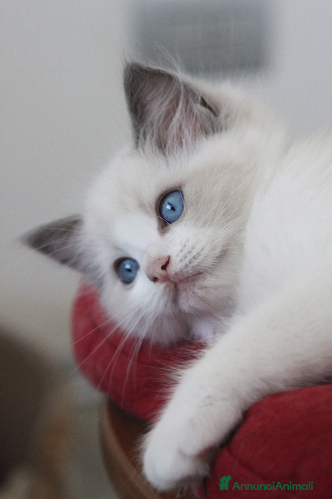 Immagine della galleria {{count}}