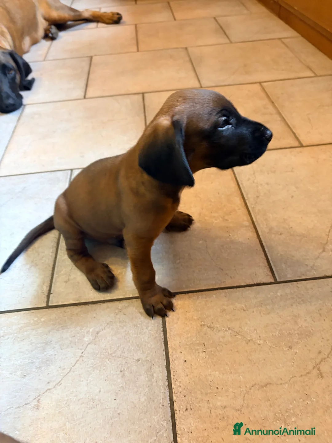 Segugio Bavarese cani in vendita: Disponibili due maschi razza segugio bavarese  - Annuncio 1