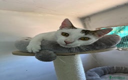 Europeo gatti in regalo: Giovane gatta bianca dolcissima a Metropolitan City of Rome Capital - Immagine 4