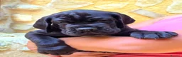 Alano cani in vendita: Cuccioli Alano Neri e blu - Annuncio 5