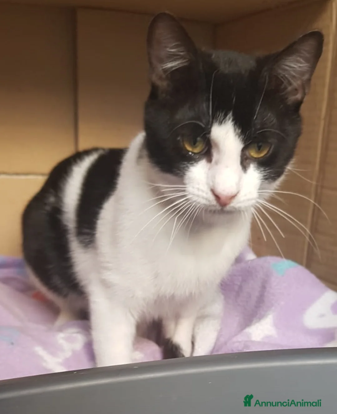 Europeo gatti in regalo: Micina nera/bianca 5mesi SOS VOGHERA - Annuncio 4