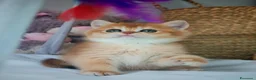 Scottish gatti in vendita: Straordinari Cuccioli Scottish - Annuncio 2