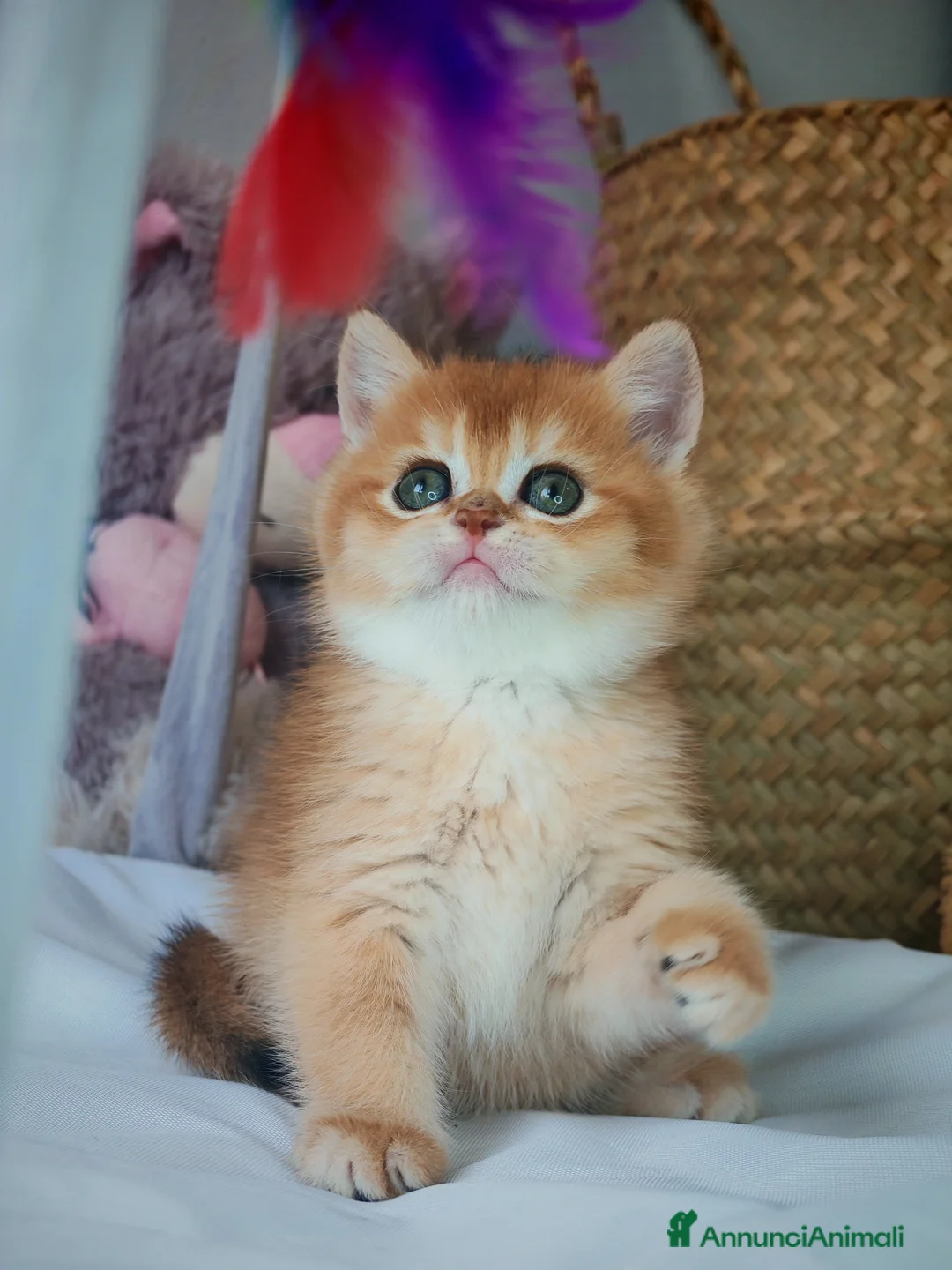 Scottish gatti in vendita: Straordinari Cuccioli Scottish - Annuncio 2