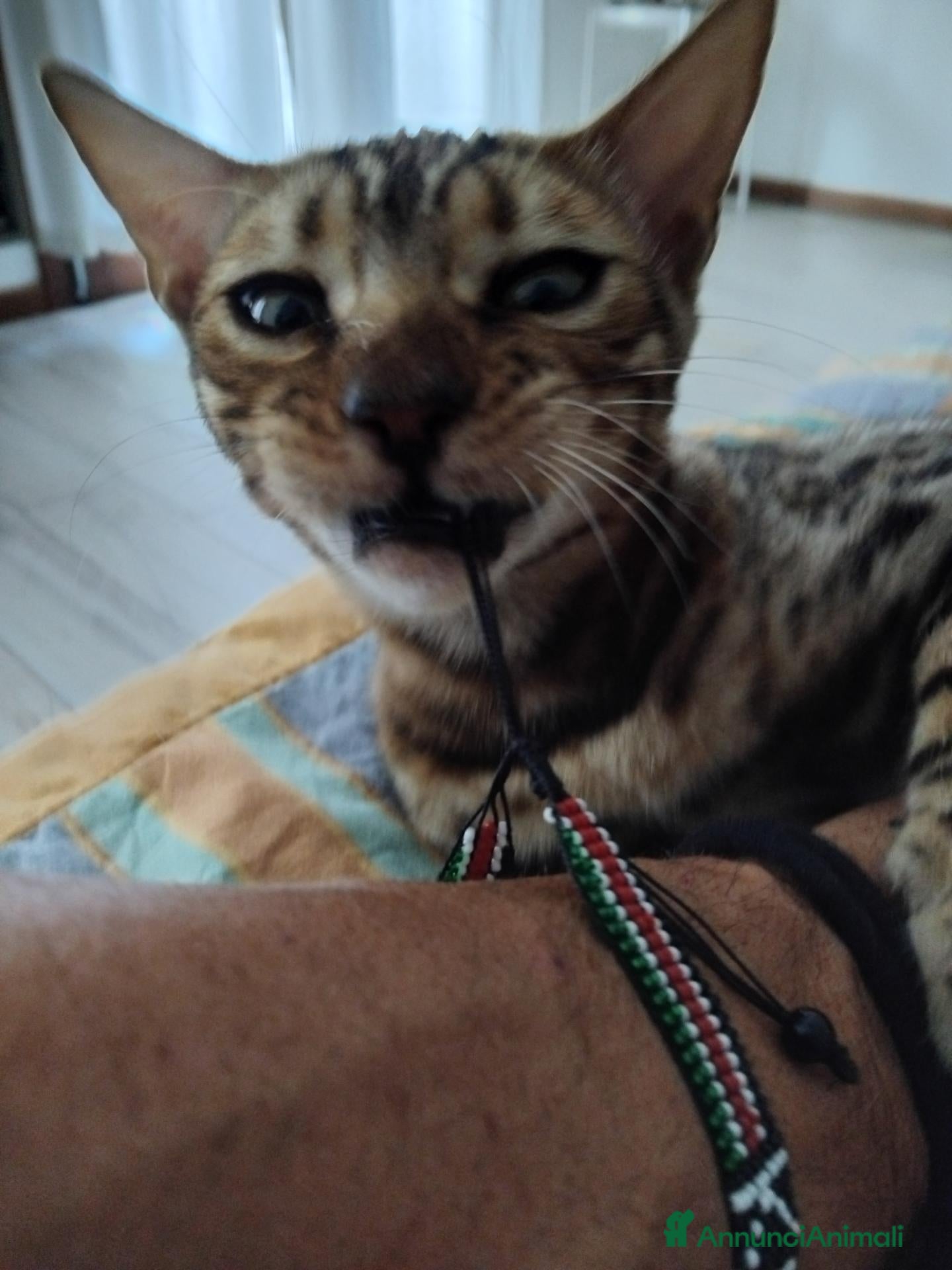 Bengala gatti Dolcissimo gattino del bengala con pedigree AFSI  - Annuncio 2