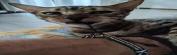 Bengala gatti in vendita: Dolcissimo gattino del bengala con pedigree AFSI  - Annuncio 13