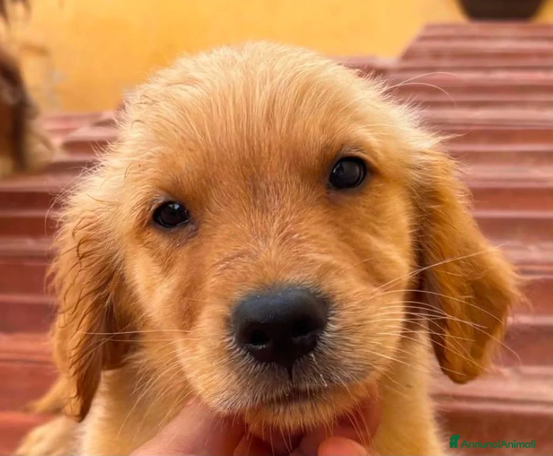 Golden Retriever cani in vendita: Golden retriever americano con pedigree  - Annuncio 7