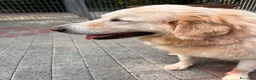 Meticcio cani in regalo: SALOMONE CERCA CASA - Annuncio 11