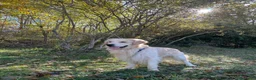 Golden Retriever cani per accoppiamento: Golden americano da monta (Pedigree) - Annuncio 3